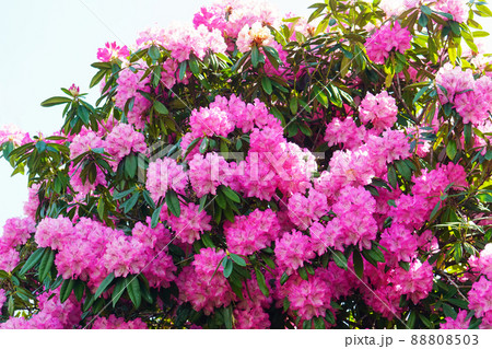 ピンク色のツツジの花 88808503