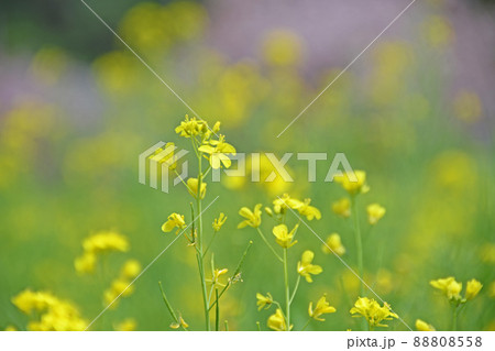 菜の花 菜の花 88808558