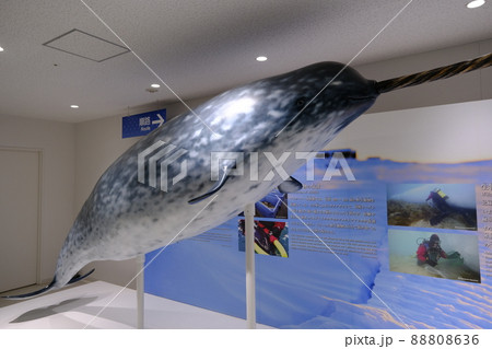 海遊館のいっかくの展示 88808636