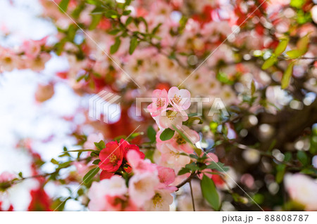 東京都瑞穂町　みずほエコパーク　ボケの花 88808787