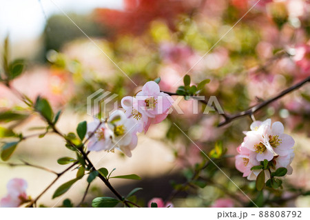 東京都瑞穂町　みずほエコパーク　ボケの花 88808792
