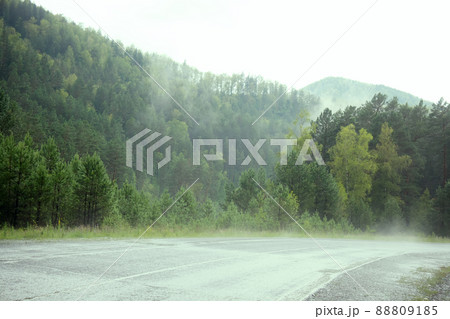 Evergreen Forest Overview. Tops of Tall Green Trees with Dense Fog Rolling Over Evergreen Forest Overview. Tops of Tall Green Trees with Dense Fog Rolling Over 88809185