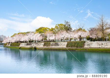 春の平和記念公園の風景です。桜の花がもうすぐ満開の時期です。明るい雰囲気をどうぞ。広島県 春の平和記念公園の風景です。桜の花がもうすぐ満開の時期です。明るい雰囲気をどうぞ。広島県 88809190