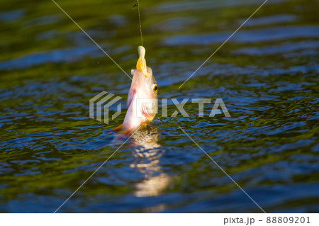 active perch fishing a micro jig in summer 88809201