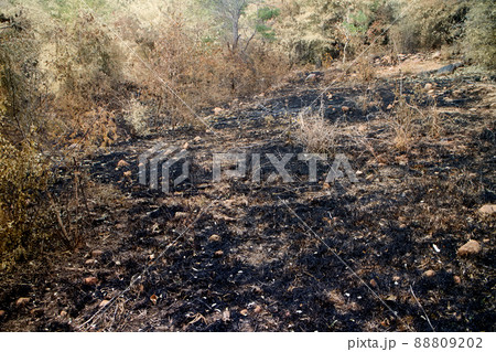 burn with fire ground in wild burn with fire ground in wild 88809202