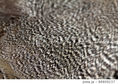 spotty plumage of a bird duck macro spotty plumage of a bird duck macro 88809237