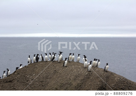 Common guillemots spectacled morphs sit over the Barents sea, Novaya Zemlya 1 88809276