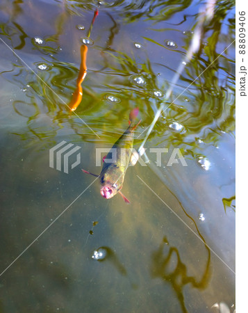 summer lake fishing underwater catching the redeye summer lake fishing underwater catching the redeye 88809406