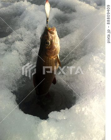 Ice fishing . Fisherman pulls out from ice hole grayling Ice fishing . Fisherman pulls out from ice hole grayling 88809409