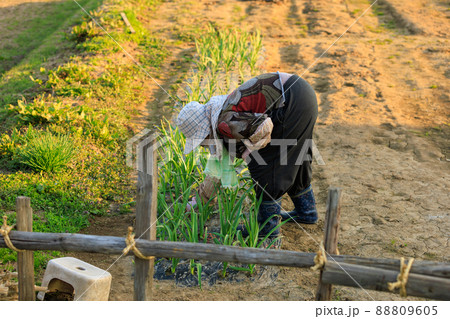 畑の草むしりをしている女性 高齢 農家 田舎暮らしの写真素材