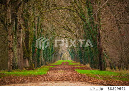 冬の散歩道イメージ　フランス 88809641