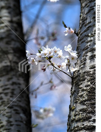 花見山公園 88809812