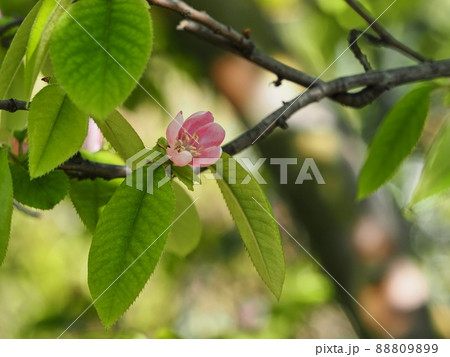 カリンの花の写真素材 8099