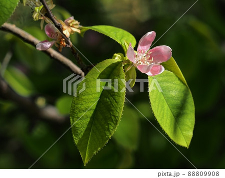カリンの花 88809908