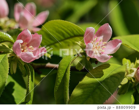 カリンの花 88809909