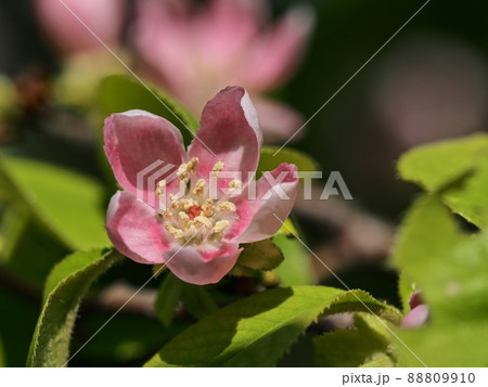 カリンの花 カリンの花 88809910