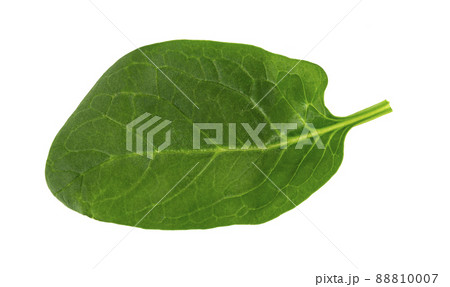 fresh green spinach leaf, basil cut out fresh green spinach leaf, basil cut out 88810007
