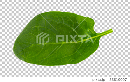 fresh green spinach leaf, basil cut out fresh green spinach leaf, basil cut out 88810007