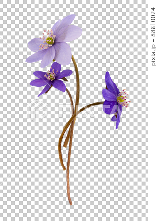 blue snowdrops Galanthus cut out isolated 88810024