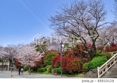 東京都 飛鳥山公園 満開の桜 東京都 飛鳥山公園 満開の桜 88810128