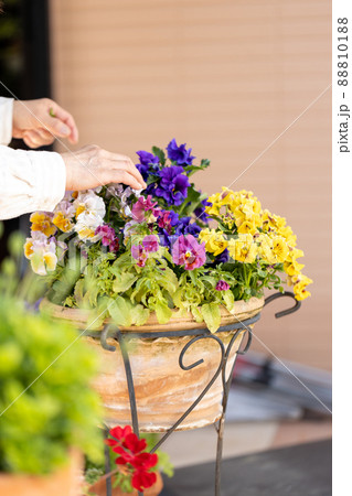 自宅の庭で植木鉢の花の手入れをするシニア女性 自宅の庭で植木鉢の花の手入れをするシニア女性 88810188