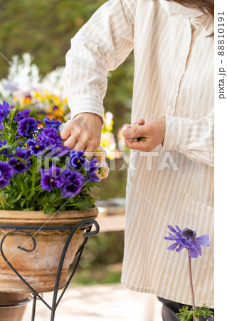 自宅の庭で植木鉢の花の手入れをするシニア女性 自宅の庭で植木鉢の花の手入れをするシニア女性 88810191