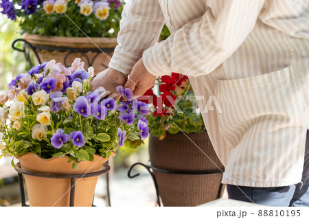 自宅の庭で植木鉢の花の手入れをするシニア女性 自宅の庭で植木鉢の花の手入れをするシニア女性 88810195
