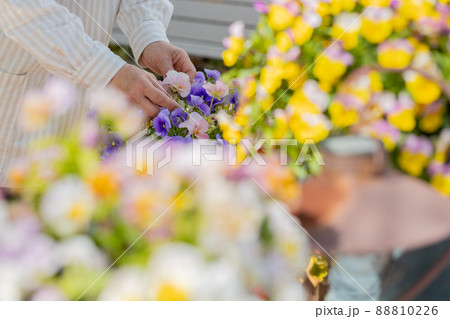 自宅の庭で植木鉢の花の手入れをするシニア女性 自宅の庭で植木鉢の花の手入れをするシニア女性 88810226