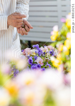 自宅の庭で植木鉢の花の手入れをするシニア女性 自宅の庭で植木鉢の花の手入れをするシニア女性 88810251