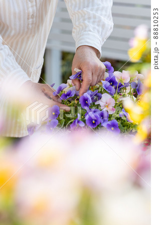自宅の庭で植木鉢の花の手入れをするシニア女性 自宅の庭で植木鉢の花の手入れをするシニア女性 88810253