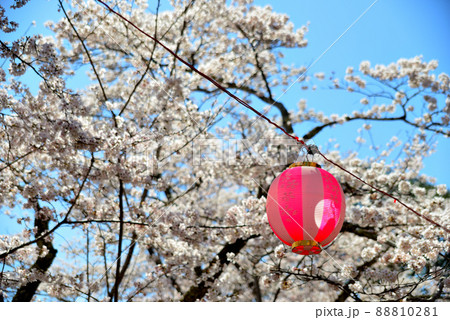 尾関山公園の桜1 88810281