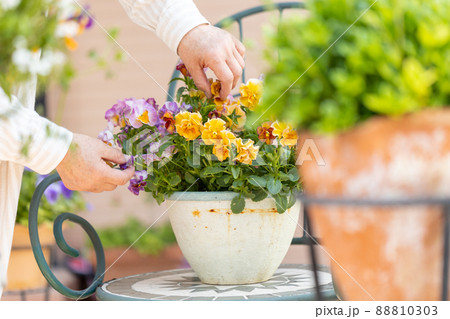自宅の庭で植木鉢の花の手入れをするシニア女性 自宅の庭で植木鉢の花の手入れをするシニア女性 88810303