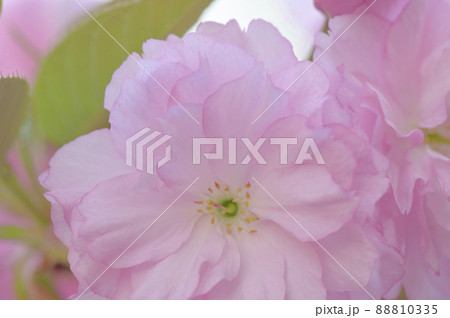 八重桜(カンザン、または別名セキヤマ) 八重桜(カンザン、または別名セキヤマ) 88810335