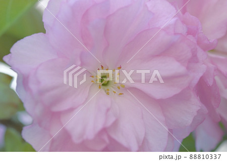 八重桜（カンザン、または別名セキヤマ） 88810337