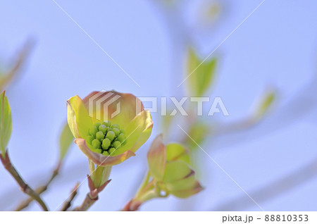 小さなハナミズキ(花水木) 小さなハナミズキ(花水木) 88810353