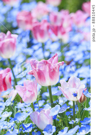 馬見丘陵公園 満開チューリップ と春の花々 馬見丘陵公園 満開チューリップ と春の花々 88810445