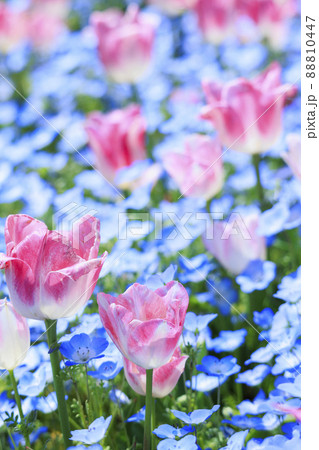 馬見丘陵公園　満開チューリップ と春の花々 88810447
