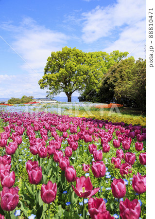 馬見丘陵公園 満開チューリップ と春の花々 馬見丘陵公園 満開チューリップ と春の花々 88810471