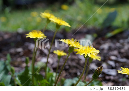 カンサイタンポポ カンサイタンポポ 88810481