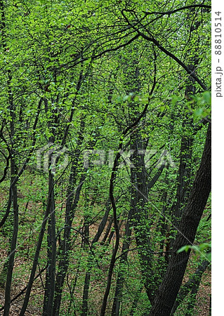 春 森林 葉 88810514