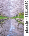 春爛漫、満開の桜並木 88810980