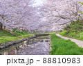 春爛漫、満開の桜並木 88810983