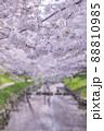 春爛漫、満開の桜並木 88810985