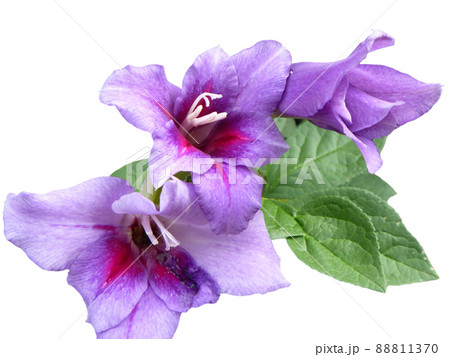Violet gladiolus on white background Violet gladiolus on white background 88811370