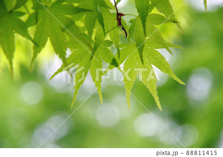 モミジの新緑 88811415