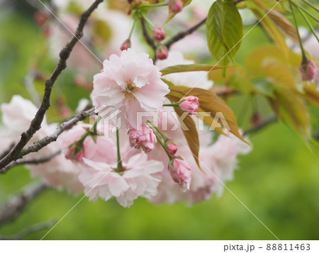 鎌足桜(木更津市) 鎌足桜(木更津市) 88811463