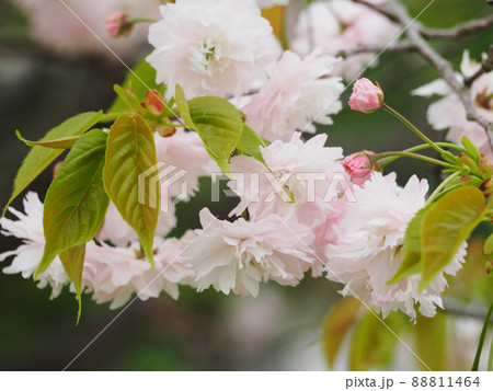 鎌足桜（木更津市） 88811464