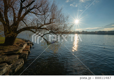 Winter landscape of lake Maggiore in Locarno, Switzerland 88811487