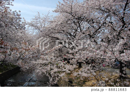 桜満開 桜満開 88811683