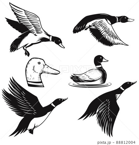 Set of illustrations of wild duck. Duck in flight, duck swimming on water. Design element for logo, label, sign, poster, card, banner. Vector illustration 88812004